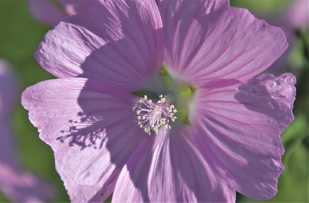 Hoa dâm bụt màu tím 5