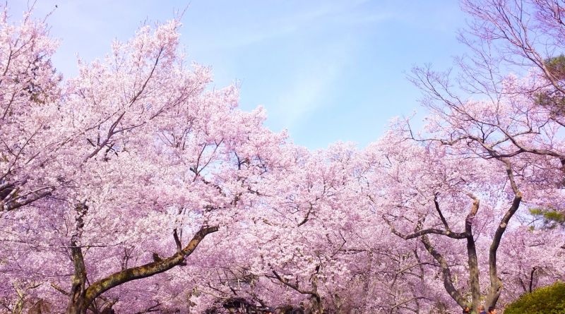 Hoa giấy sakura nở rộ tươi sáng