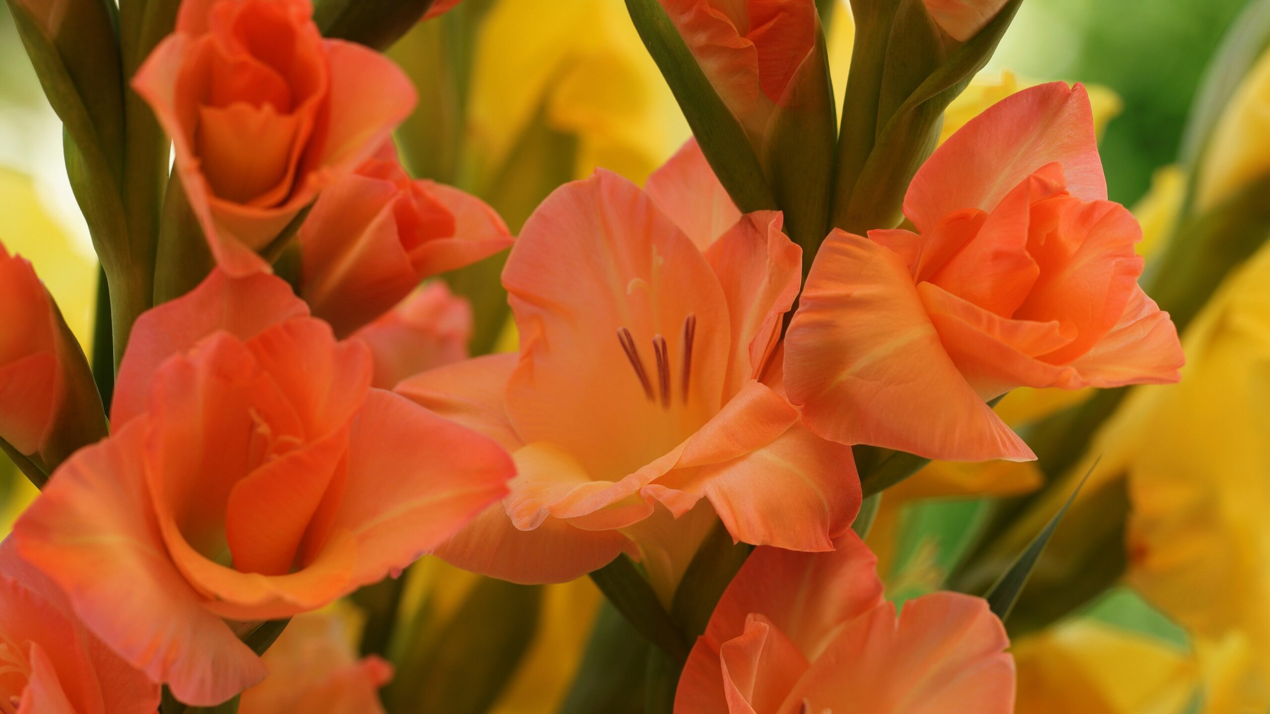 Hoa lay ơn màu cam 1