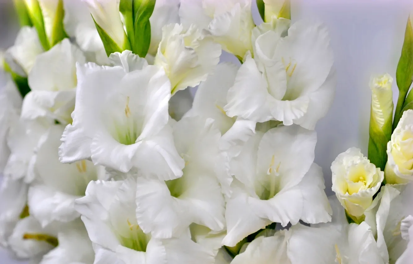 Hoa lay ơn màu trắng 1