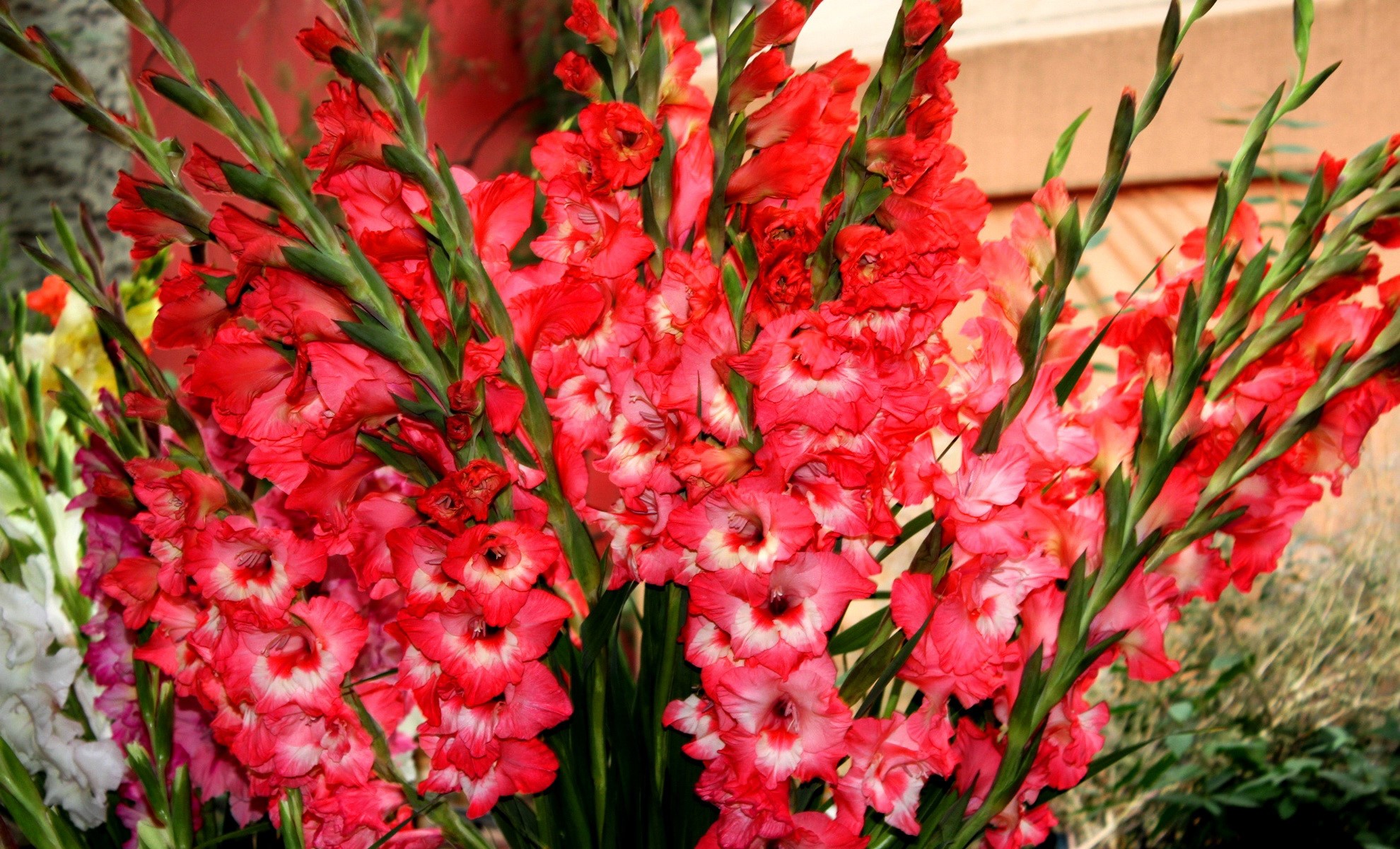 Hoa lay ơn đỏ 2
