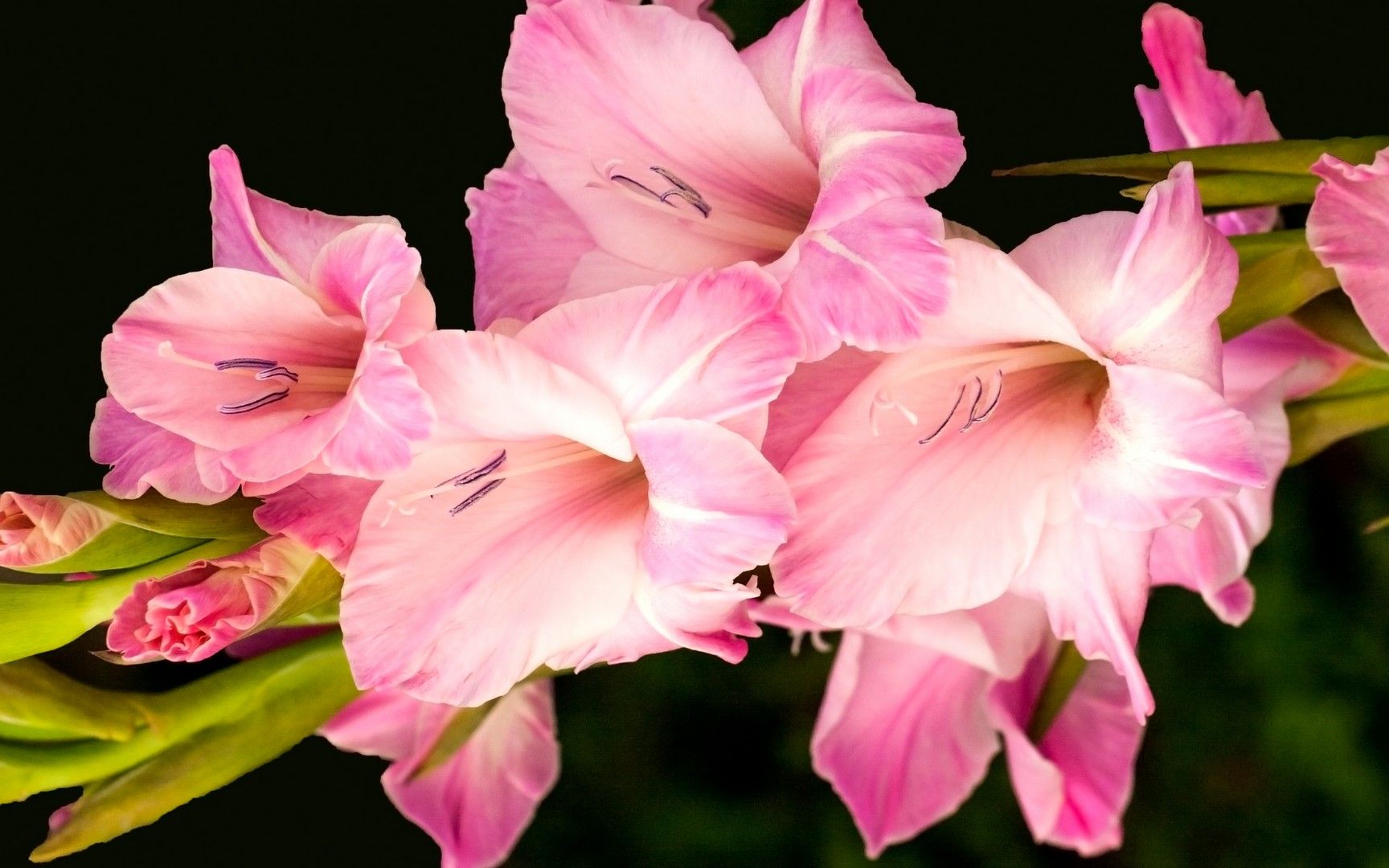 Hoa lay ơn màu hồng nhạt 8