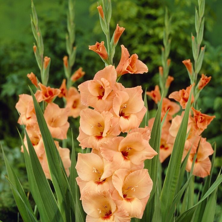 Hoa lay ơn màu cam 4
