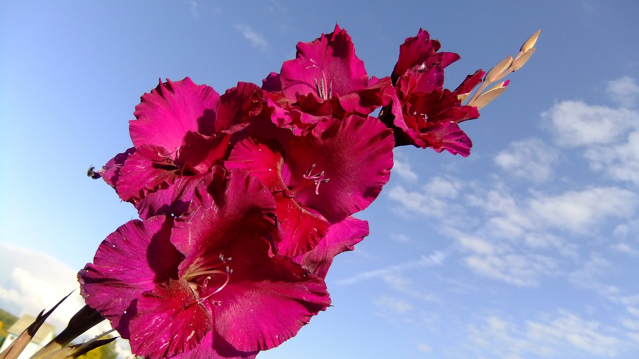 Hoa lay ơn hồng đậm 8