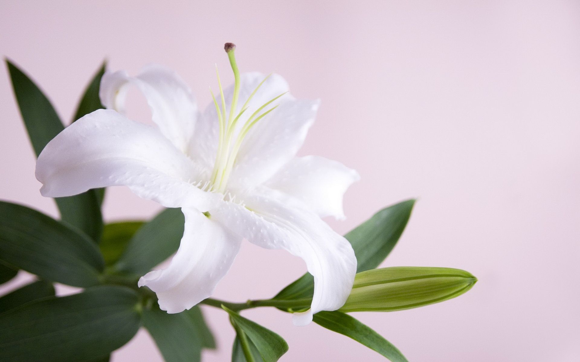 Hoa ly trắng 7