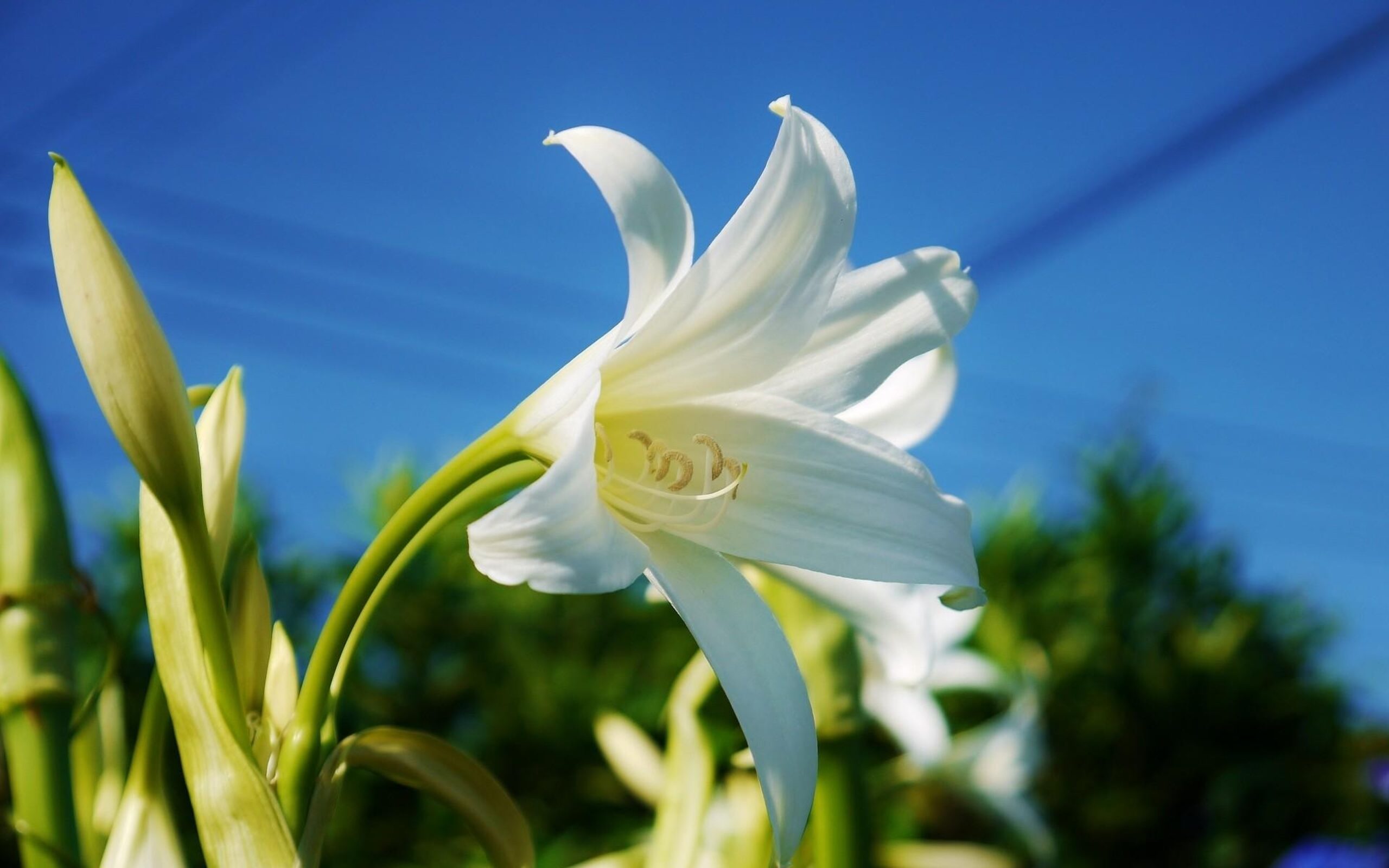 Hoa ly trắng 8