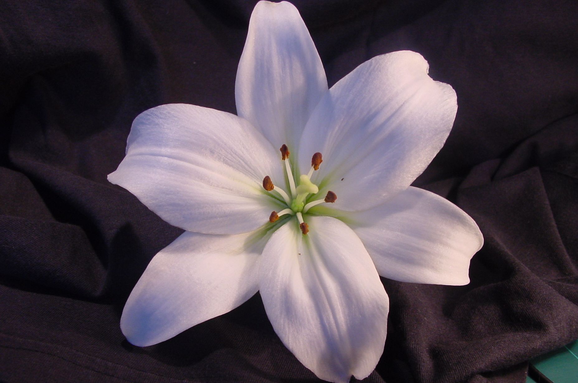 Hoa ly trắng 16