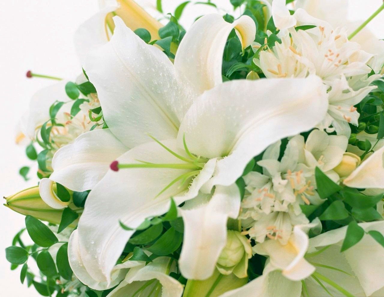 Hoa ly trắng 19