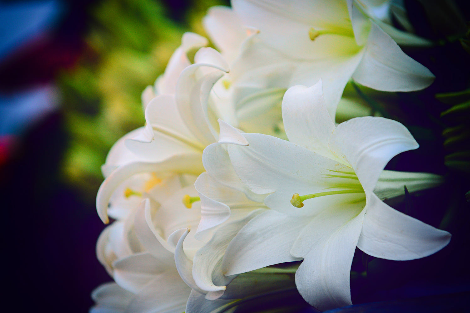 Hoa ly trắng 22