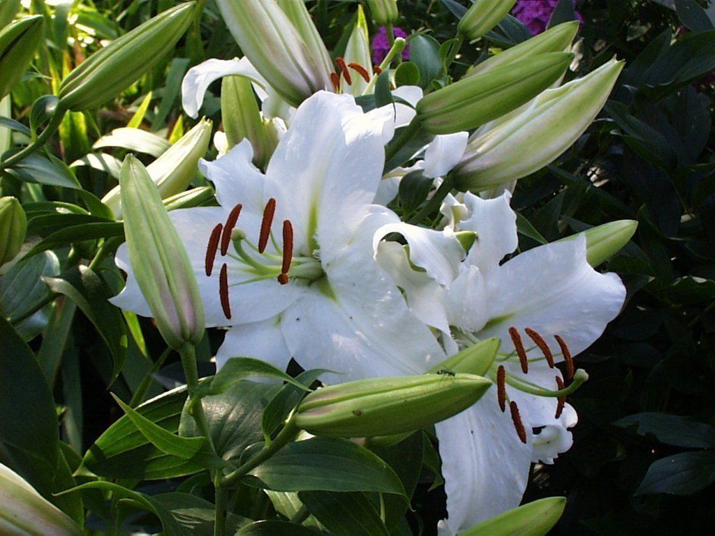 Hoa ly trắng 23