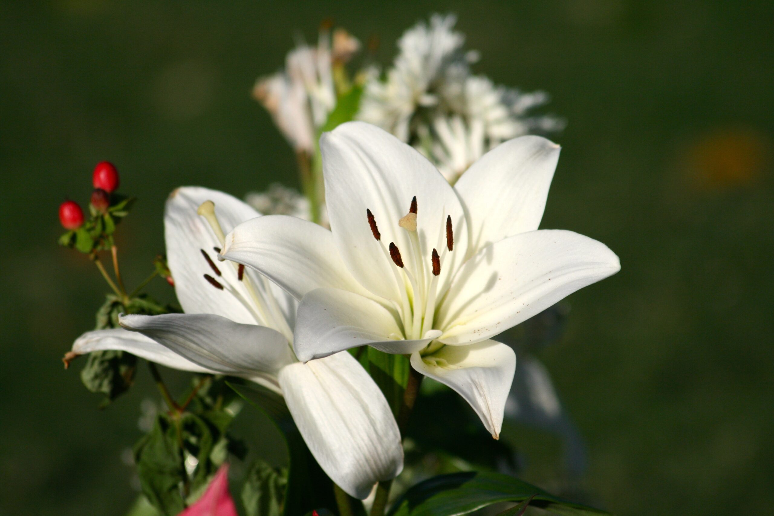 Hoa ly trắng 27