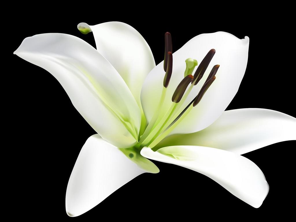 Hoa ly trắng 28