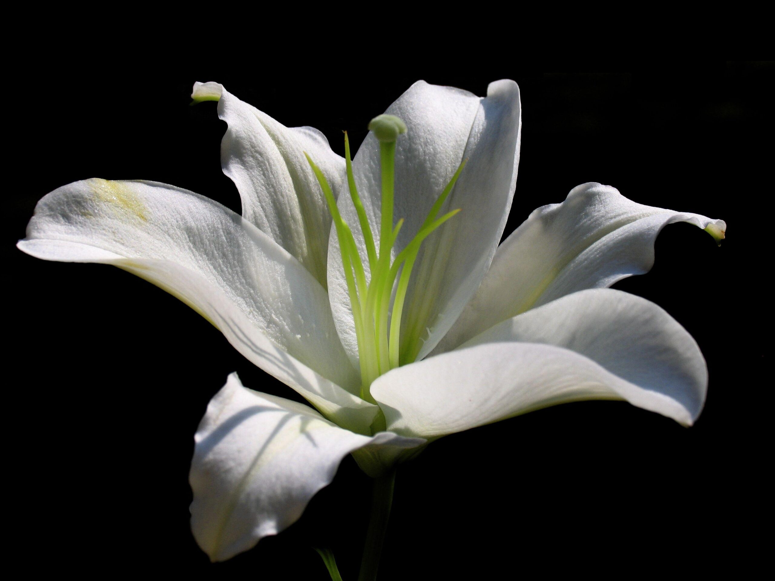Hoa ly trắng 33
