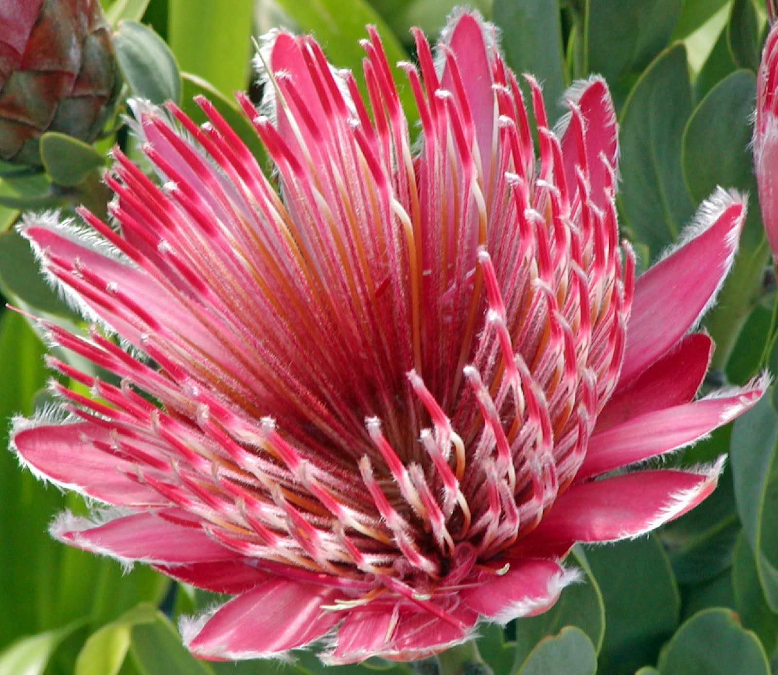 Ý nghĩa hoa protea 41