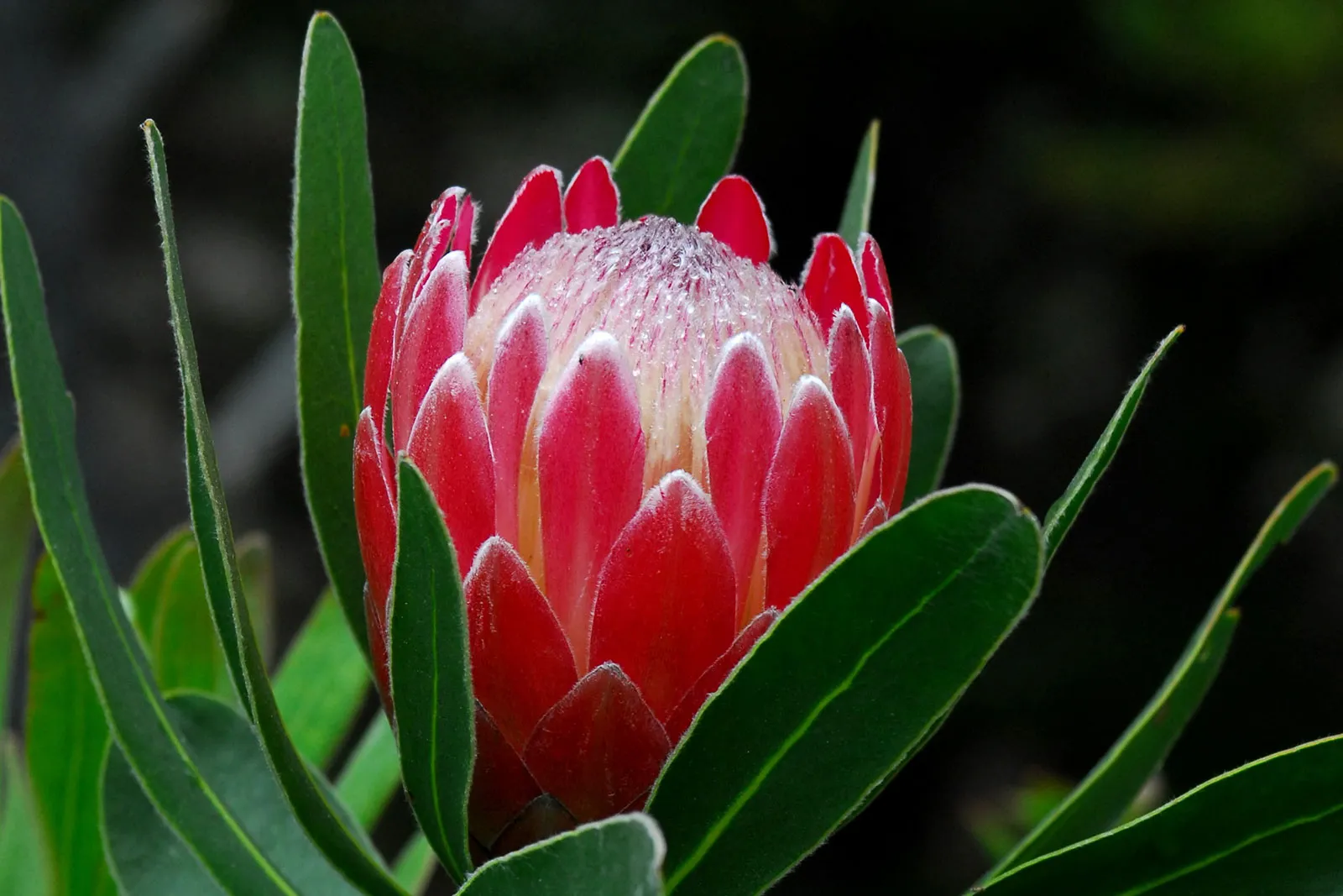 Ý nghĩa hoa protea 40