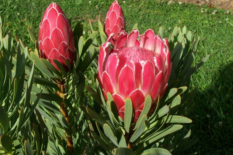 Ý nghĩa hoa protea 39