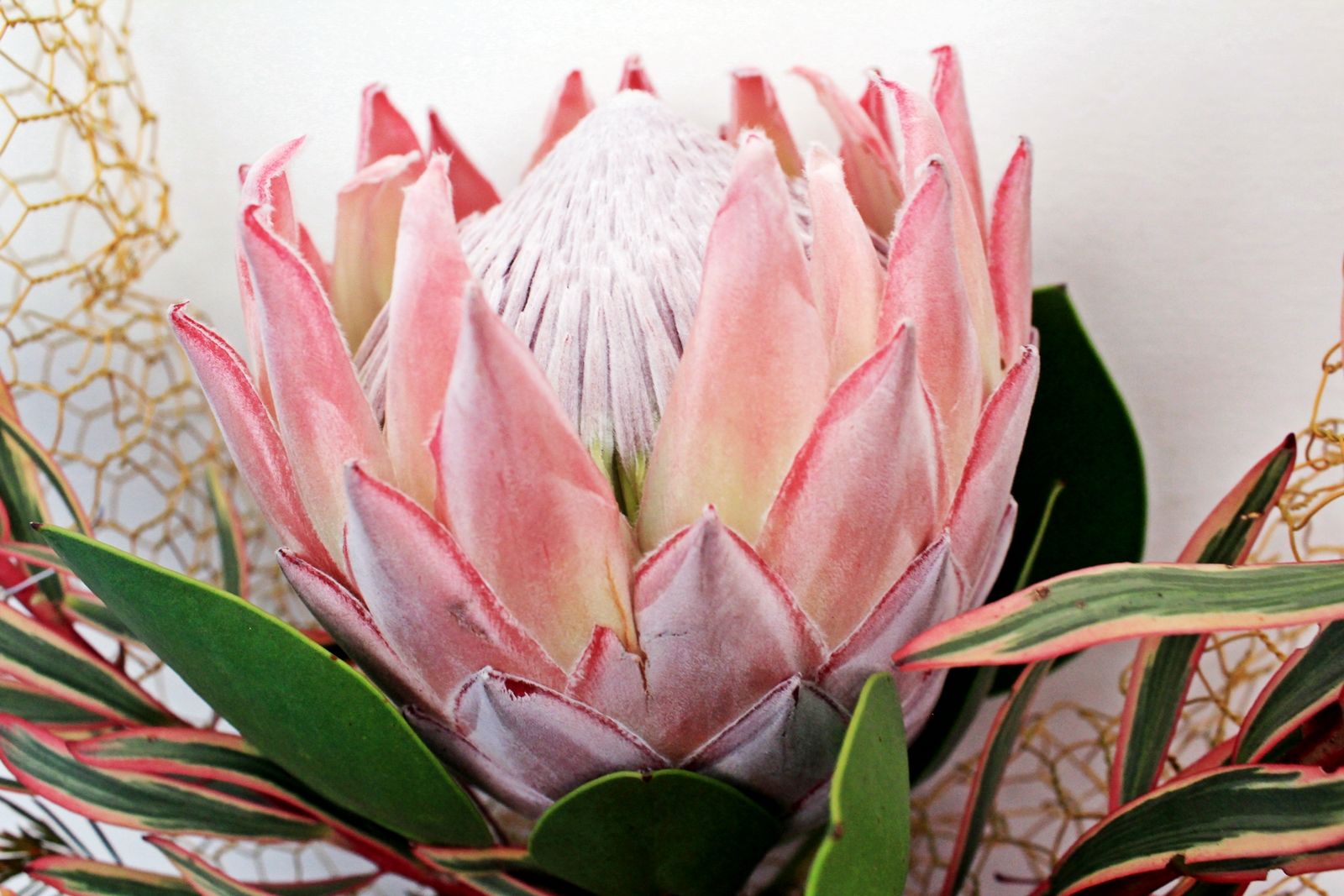 Ý nghĩa hoa protea 35