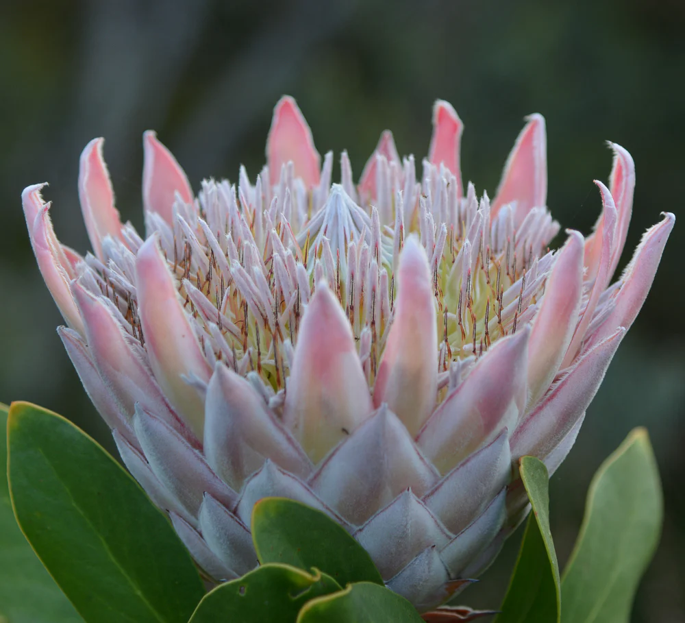 Ý nghĩa hoa protea 34