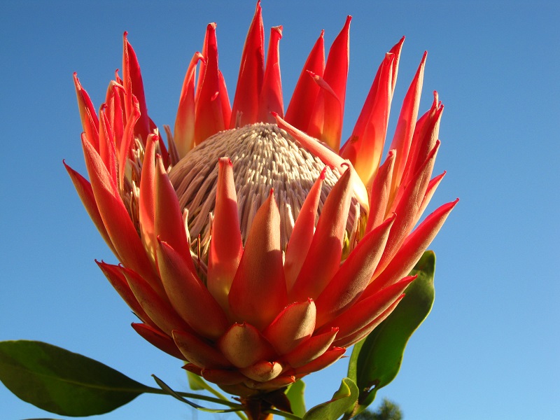 Ý nghĩa hoa protea 31