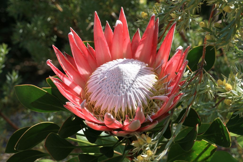 Ý nghĩa hoa protea 30