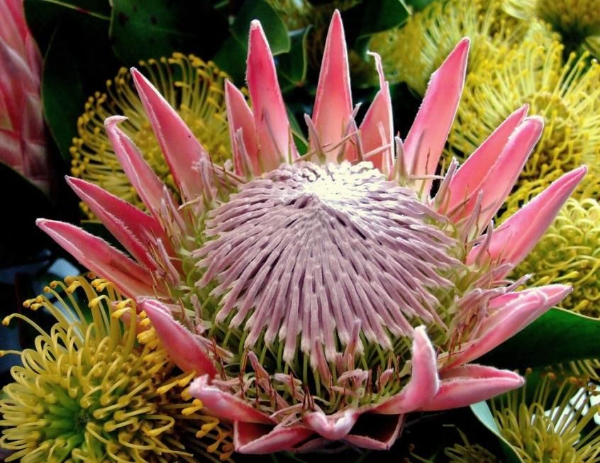 Ý nghĩa hoa protea 29