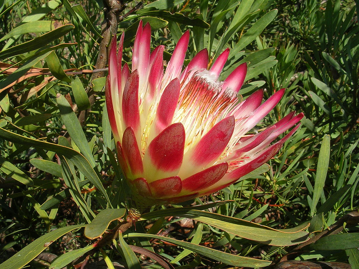 Ý nghĩa hoa protea 24
