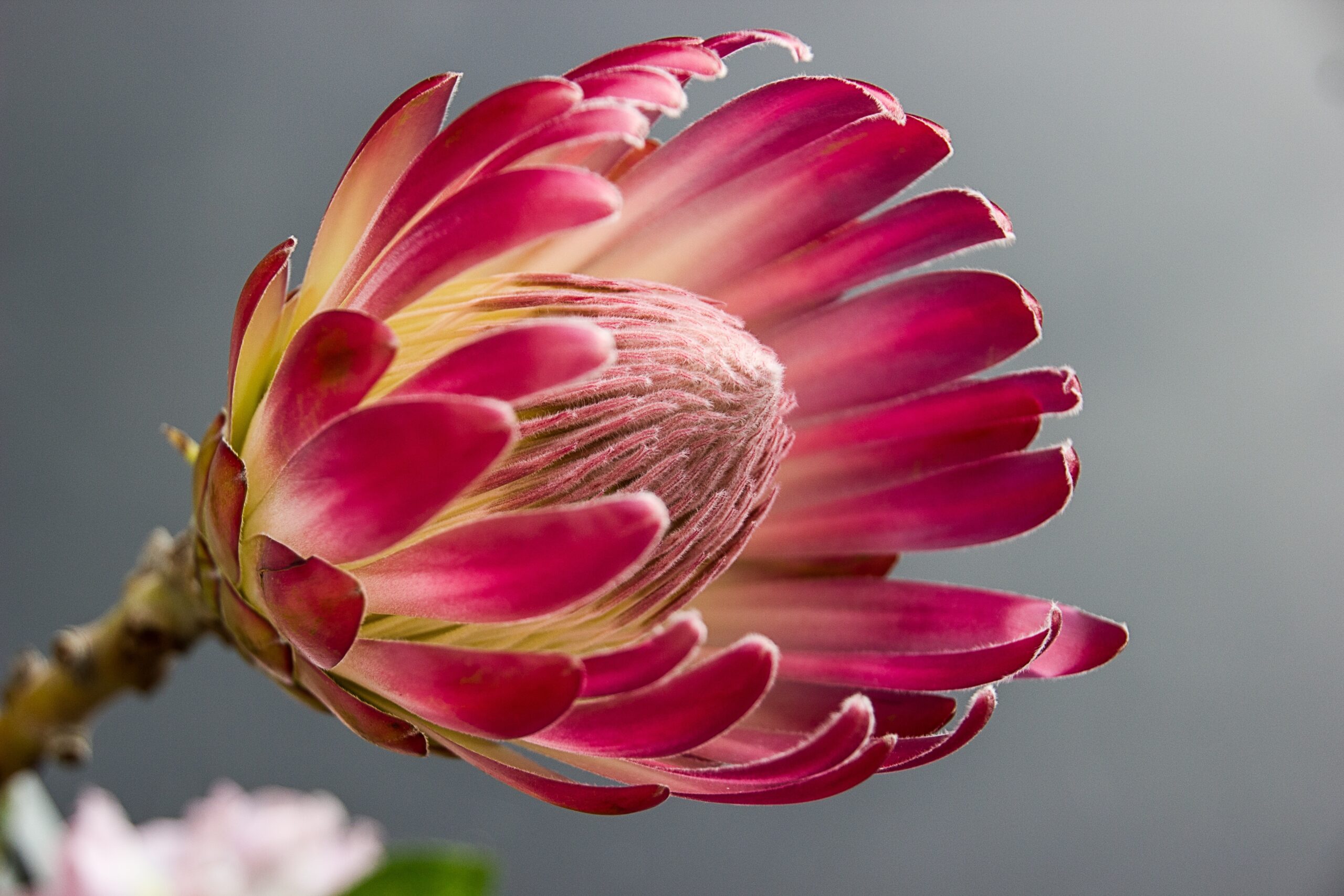 Ý nghĩa hoa protea 21