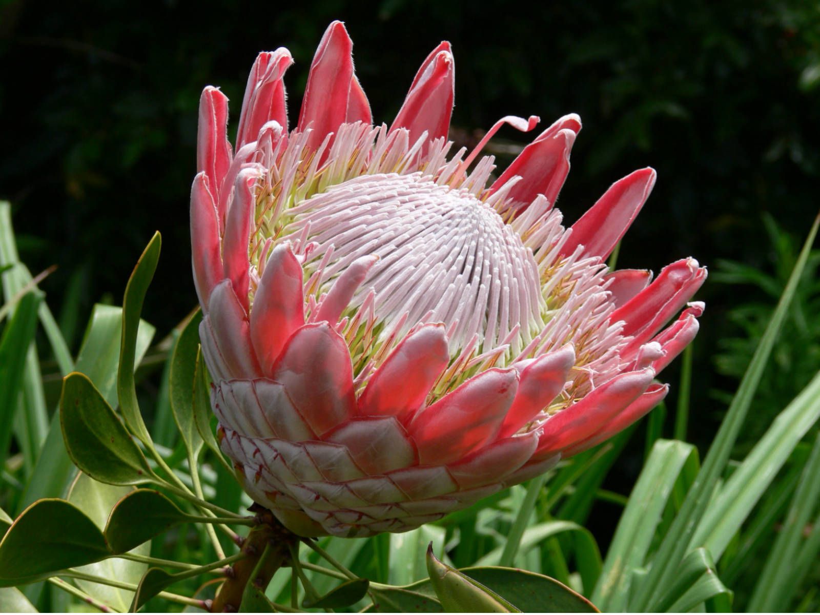 Ý nghĩa hoa protea 20