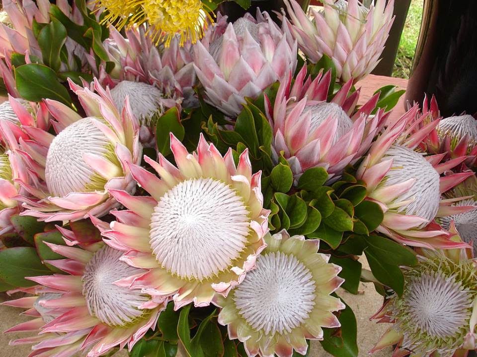 Ý nghĩa hoa protea 19