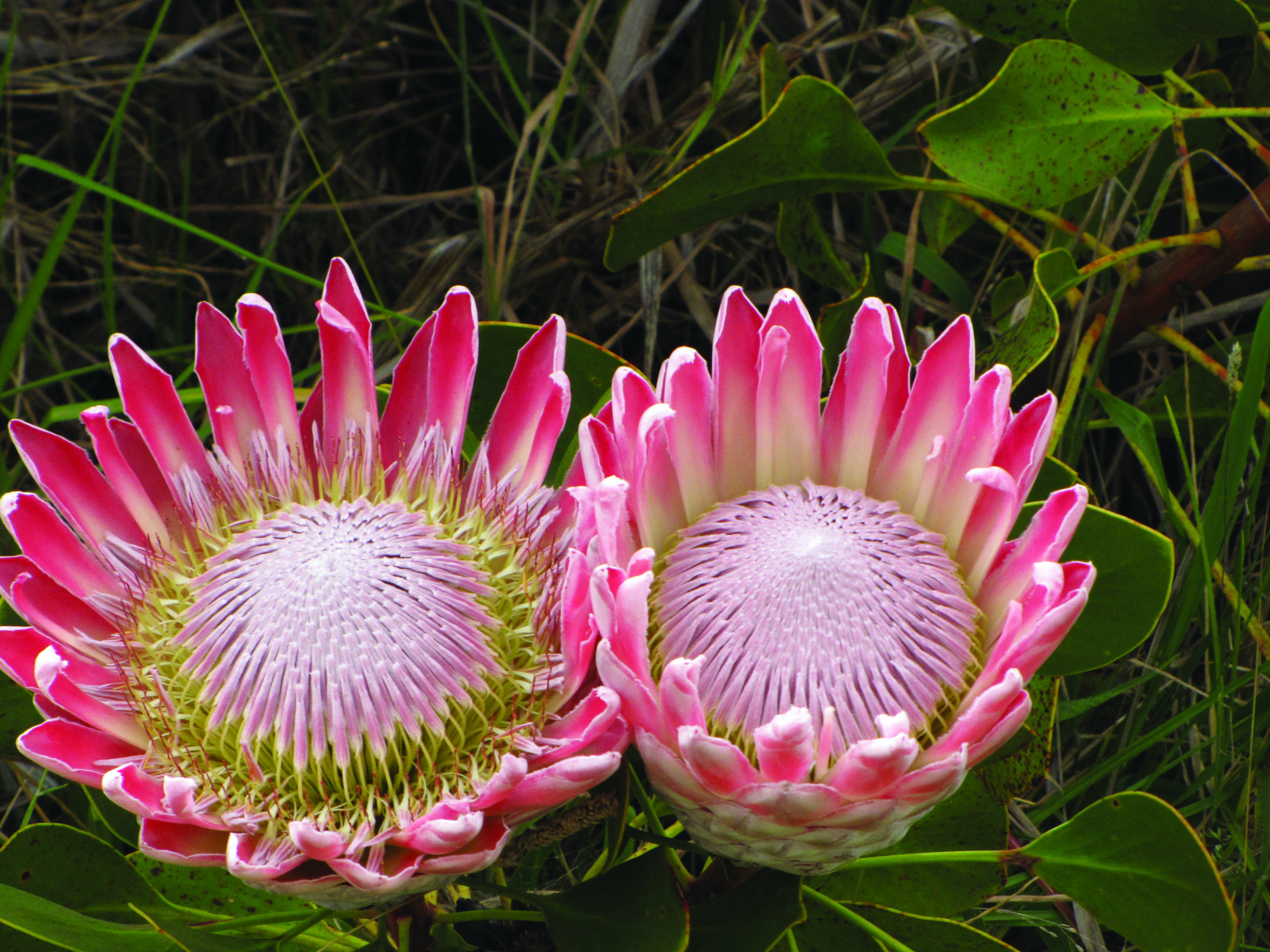 Ý nghĩa hoa protea 18