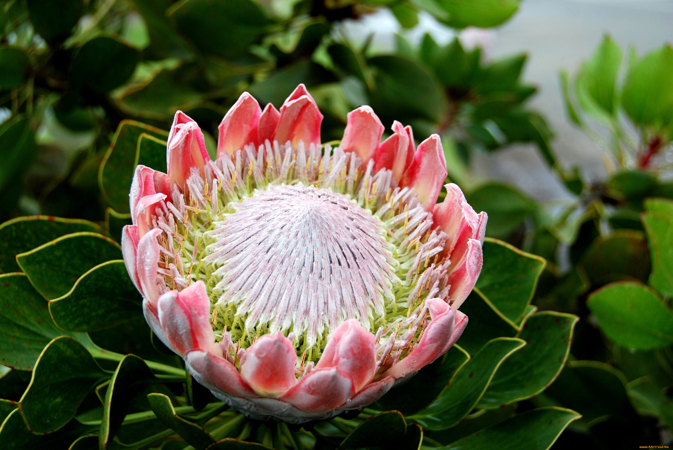 Ý nghĩa hoa protea 17