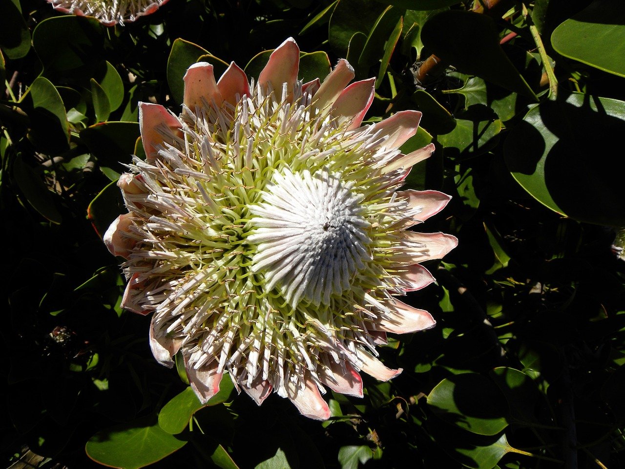 Ý nghĩa hoa protea 15