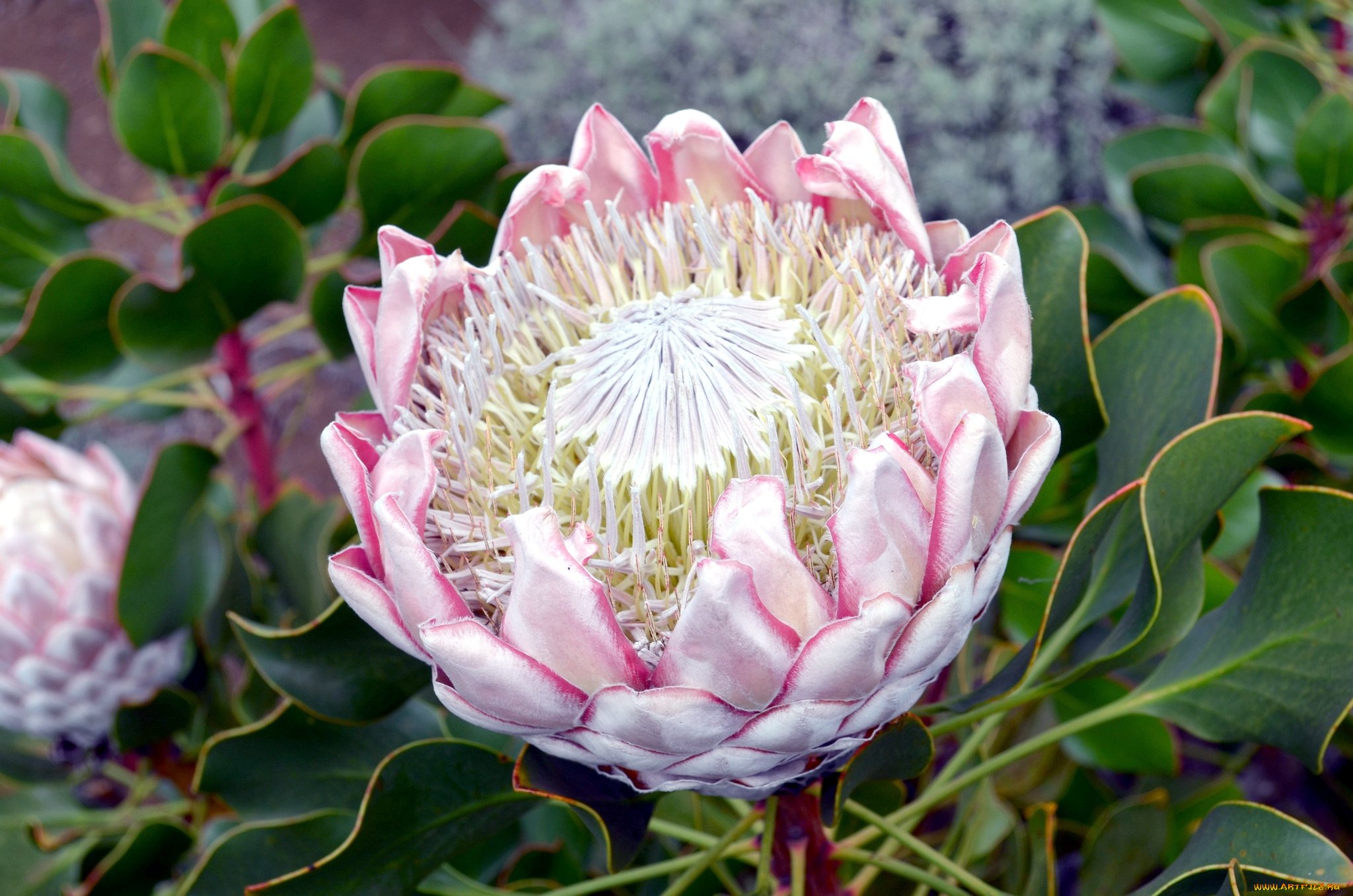 Ý nghĩa hoa protea 11