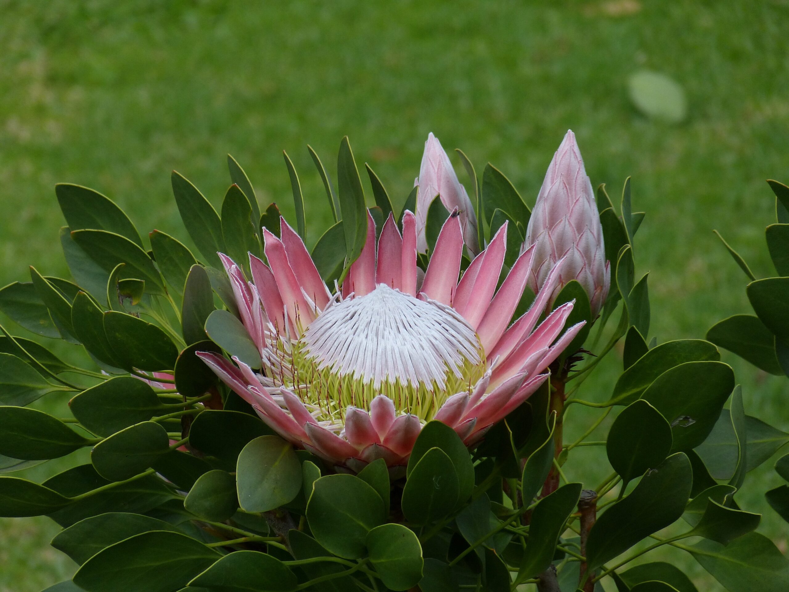 Ý nghĩa hoa protea 10