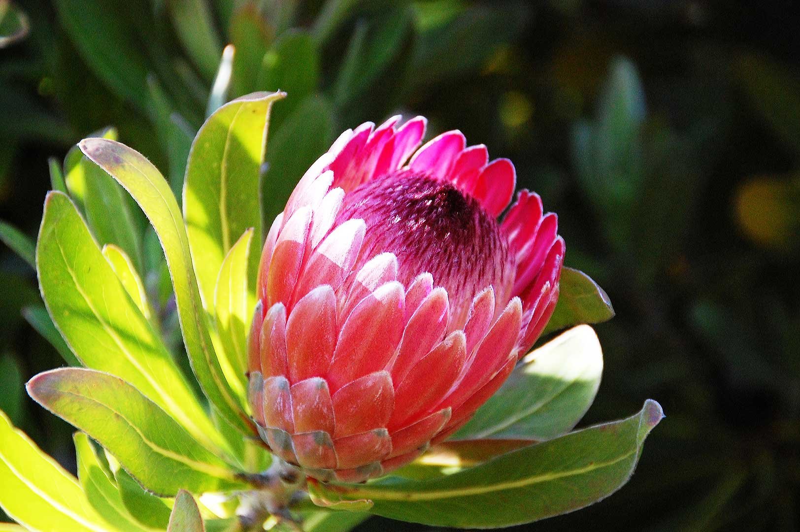 Ý nghĩa hoa protea 8