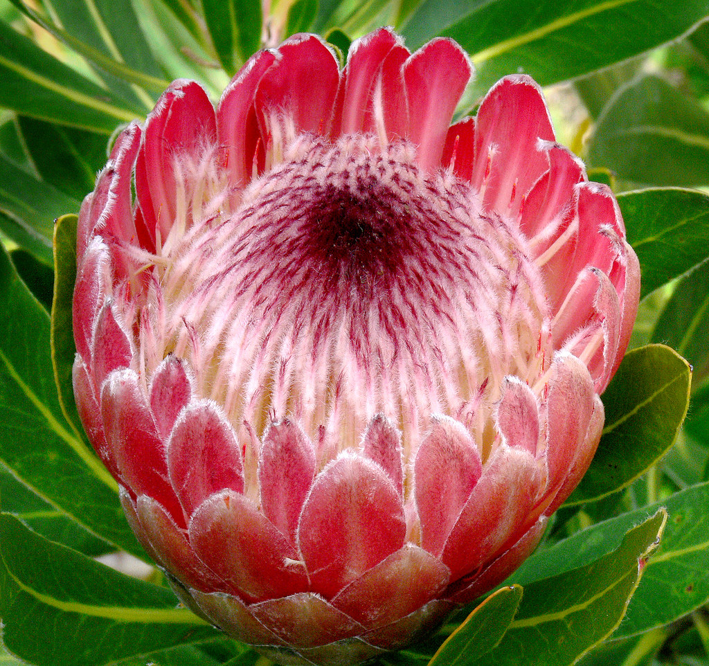 Ý nghĩa hoa protea 7
