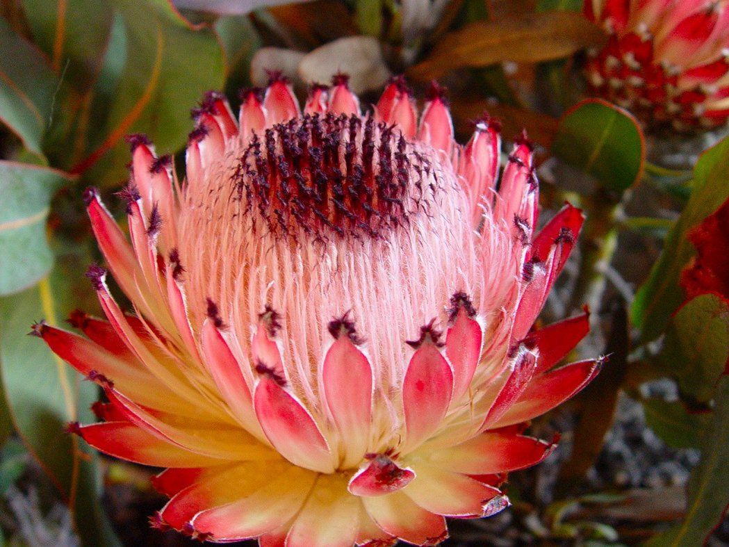 Ý nghĩa hoa protea 5