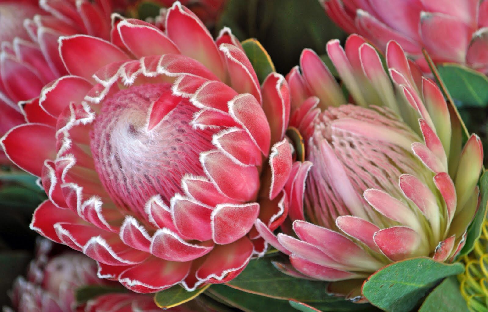 Ý nghĩa hoa protea 4