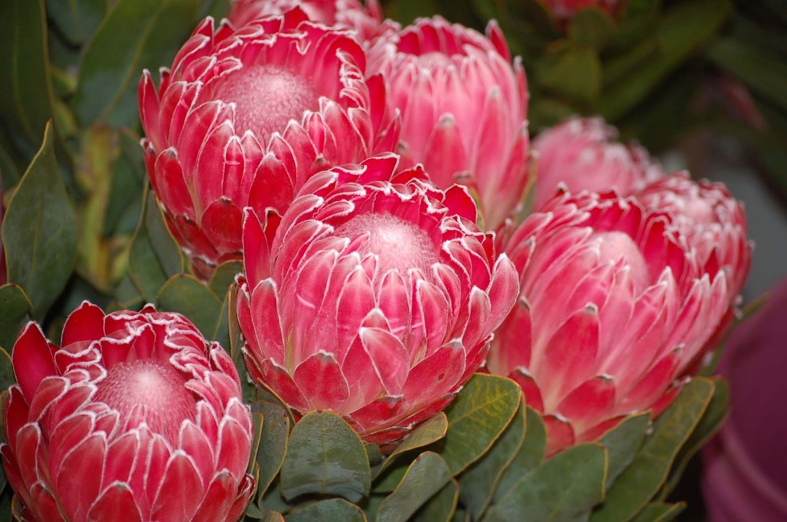 Ý nghĩa hoa protea 3