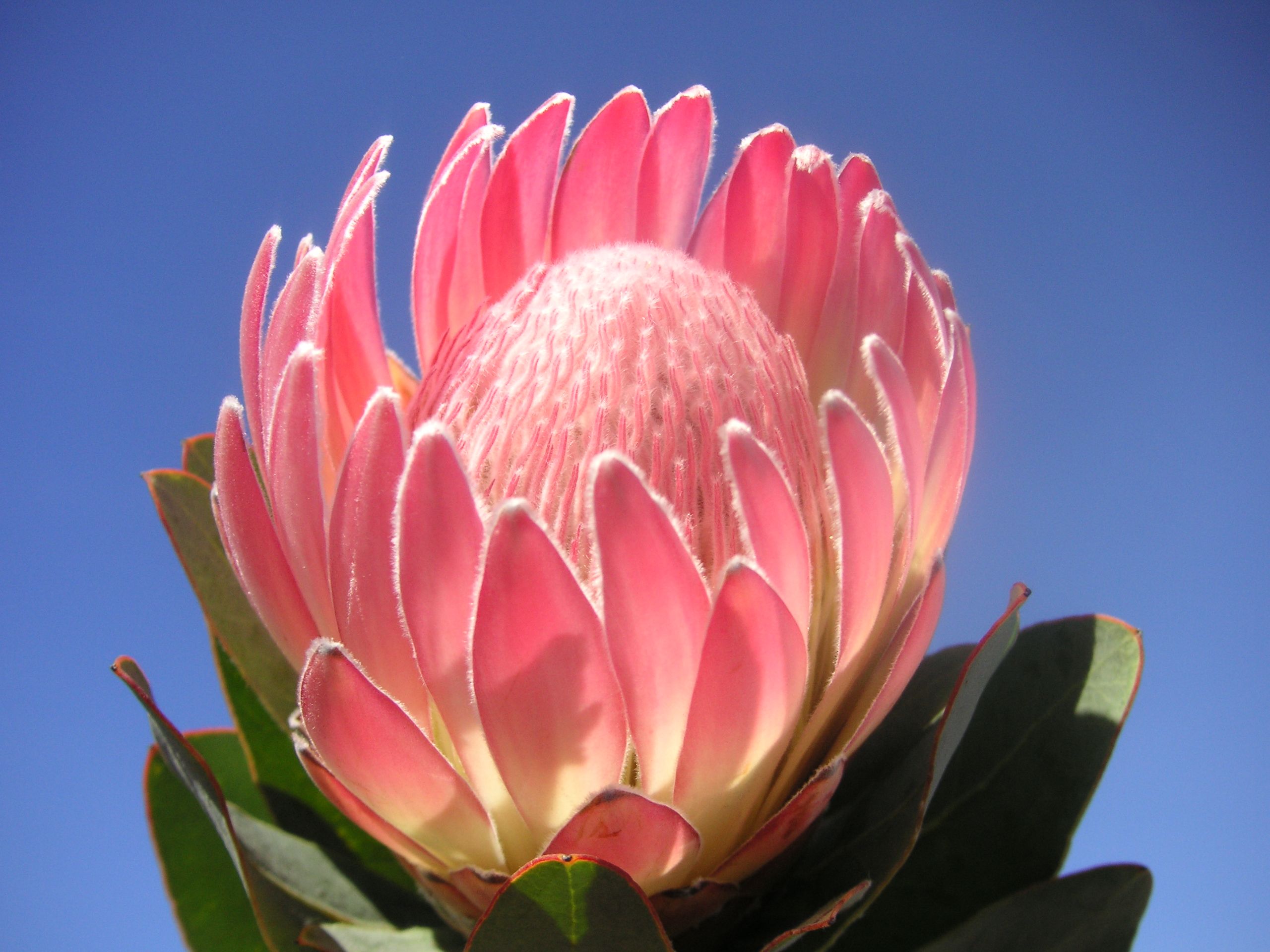 Ý nghĩa hoa protea 2