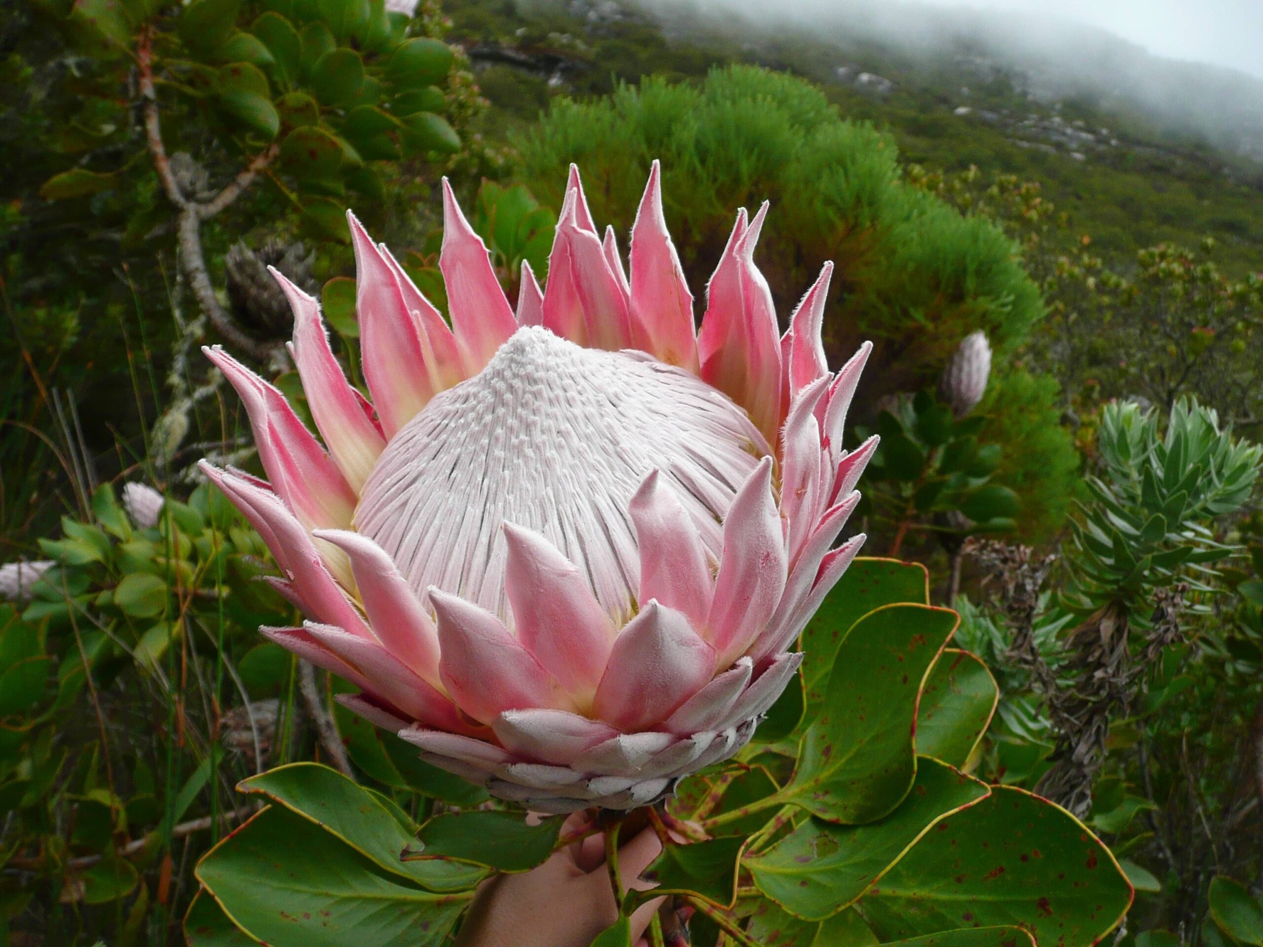 Ý nghĩa hoa protea 1