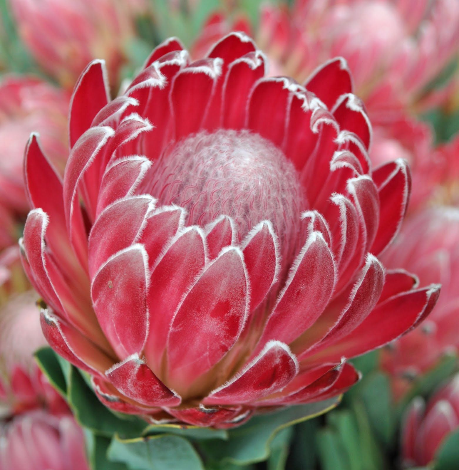 Đặc điểm hoa protea 16
