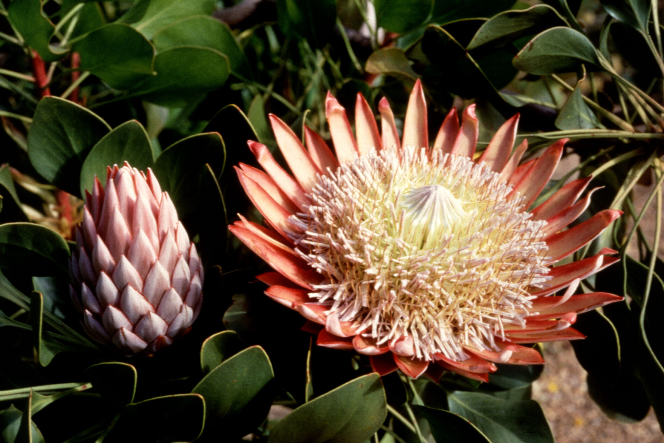 Đặc điểm hoa protea 15
