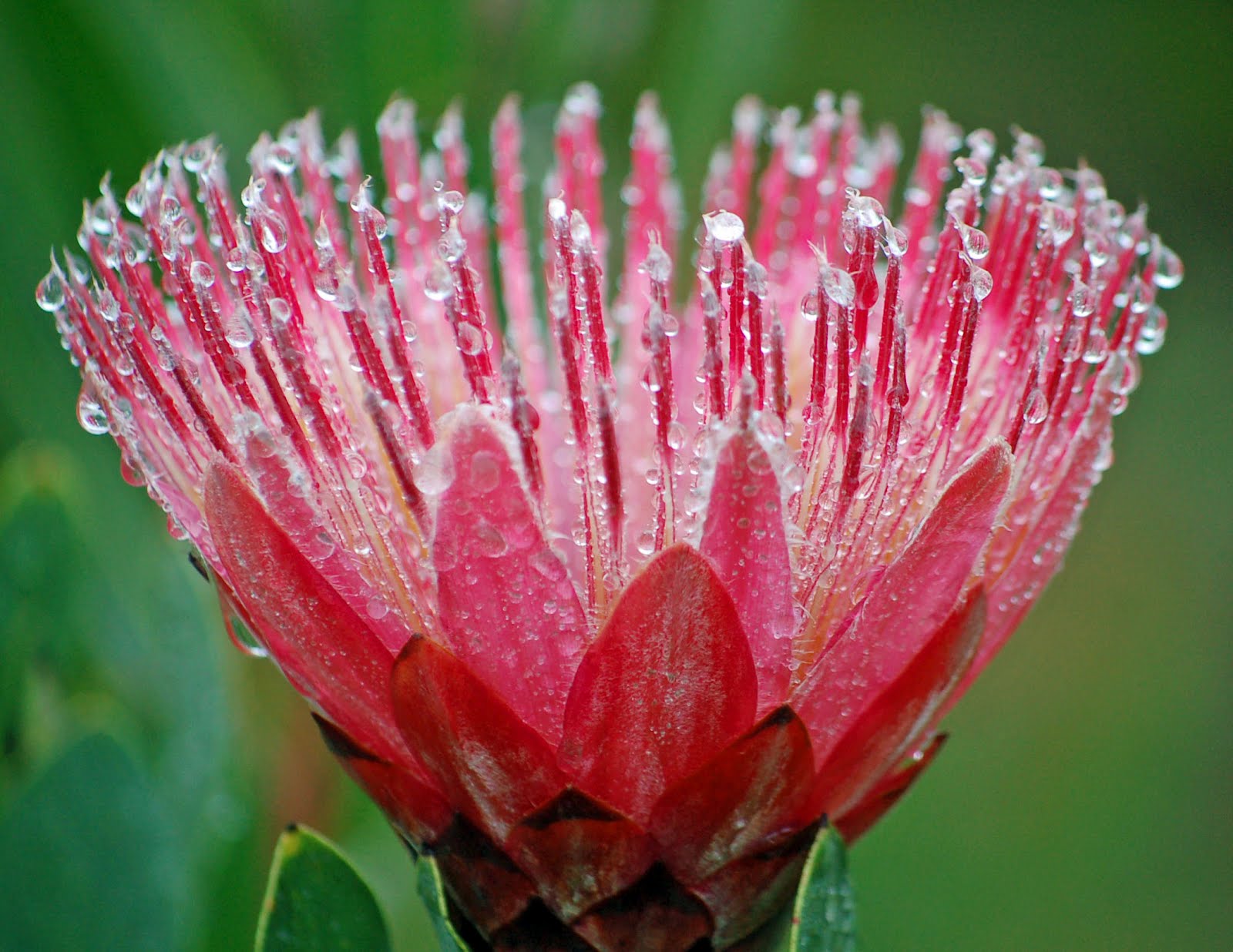 Đặc điểm hoa protea 13