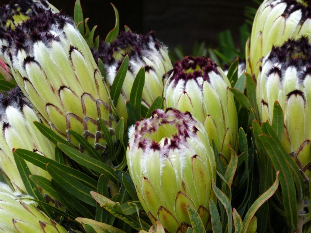 Đặc điểm hoa protea 12