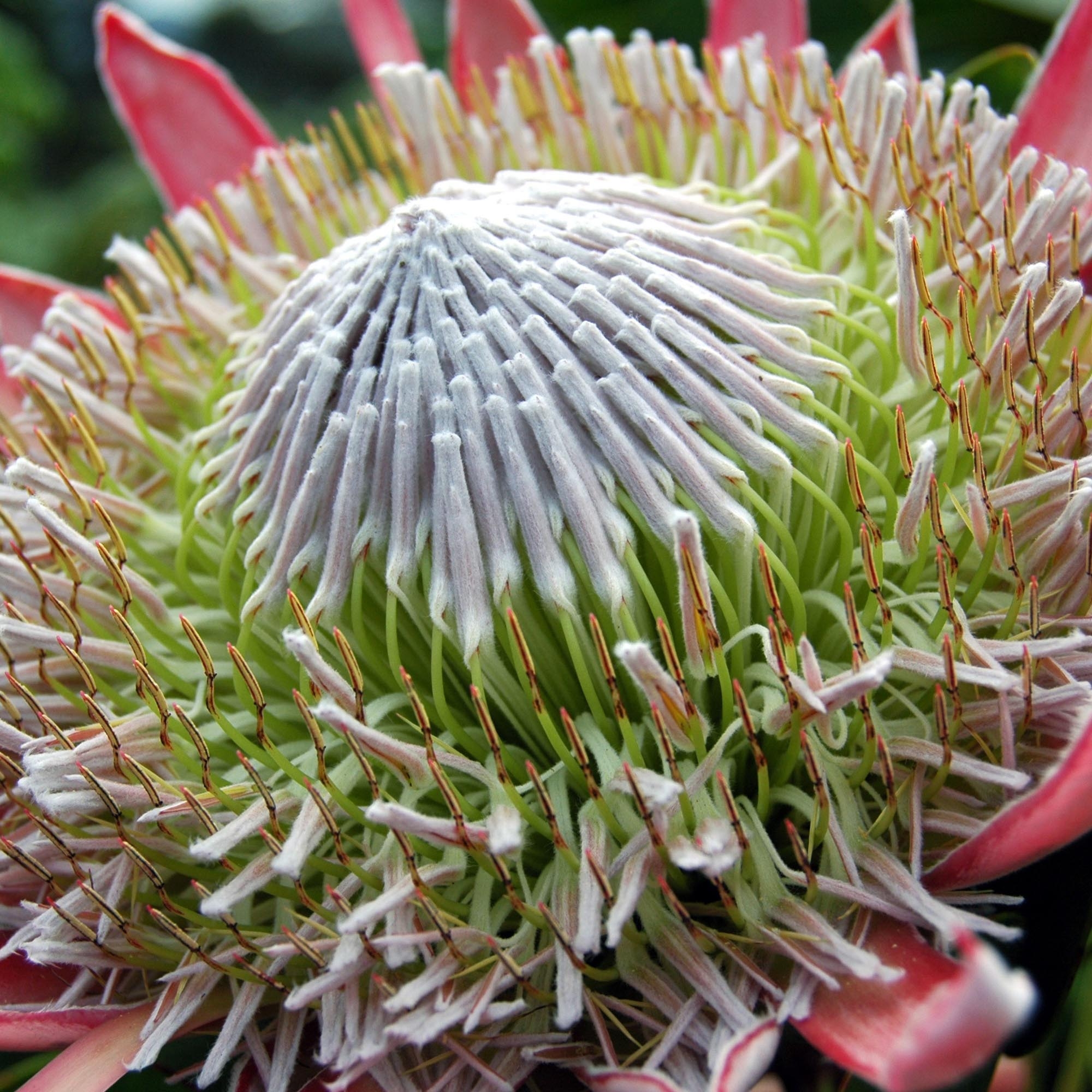 Đặc điểm hoa protea 10