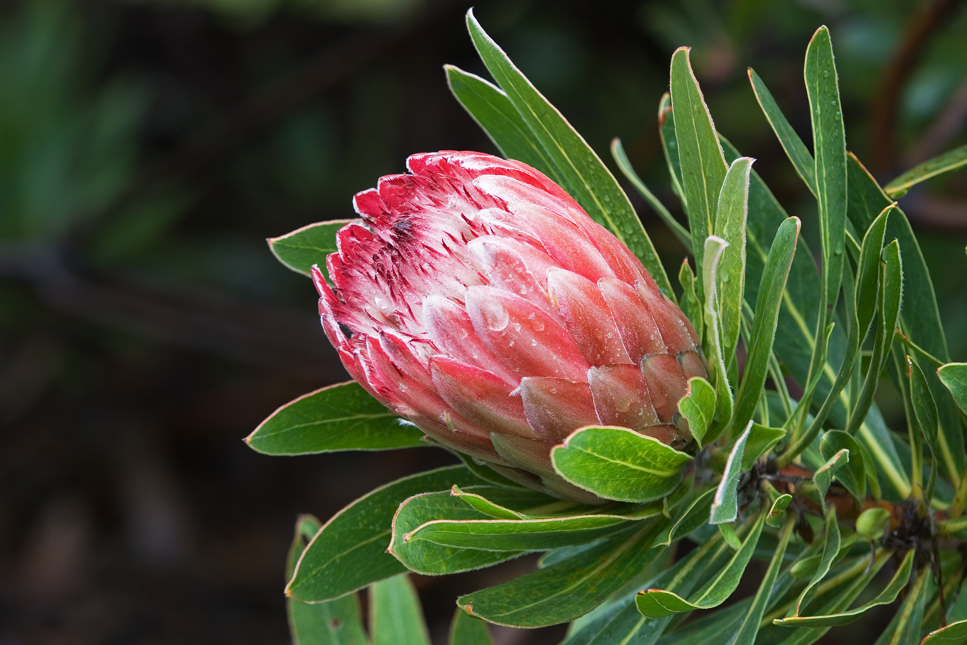 Đặc điểm hoa protea 9