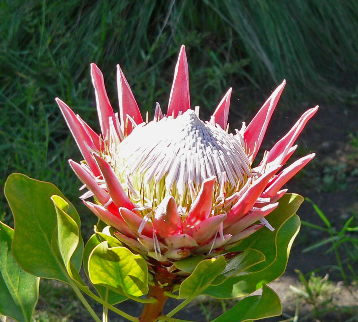 Đặc điểm hoa protea 8