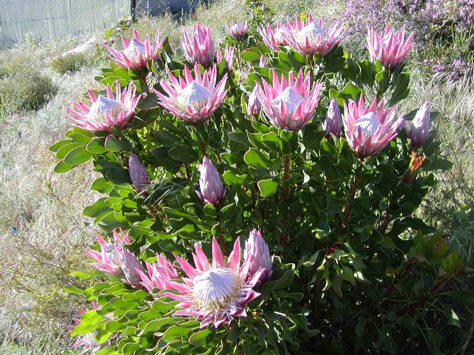Đặc điểm hoa protea 5