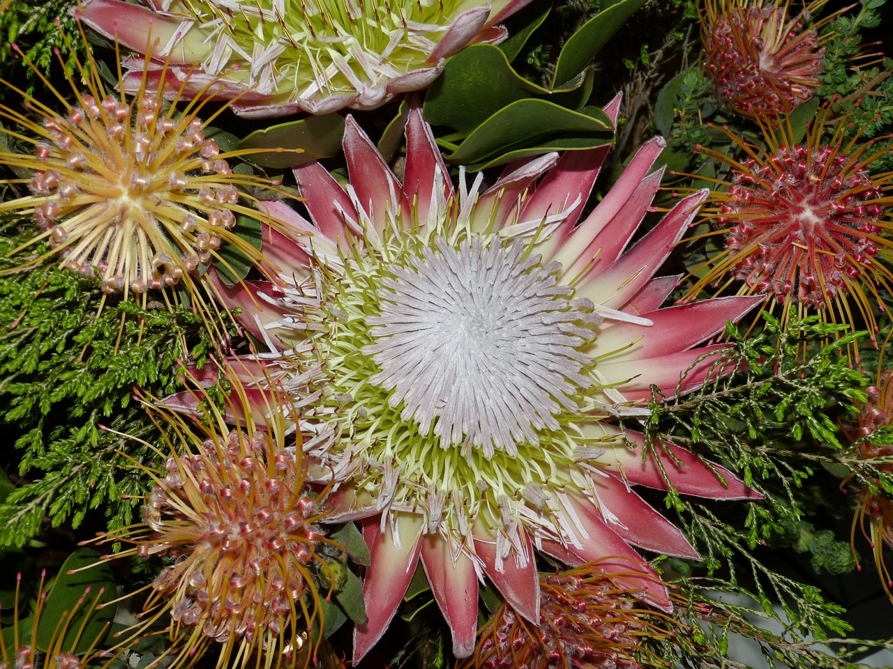 Đặc điểm hoa protea 4